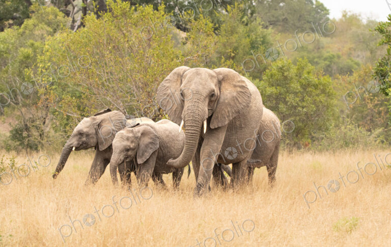 An elephant herd, Loxodonta africana, walking together.