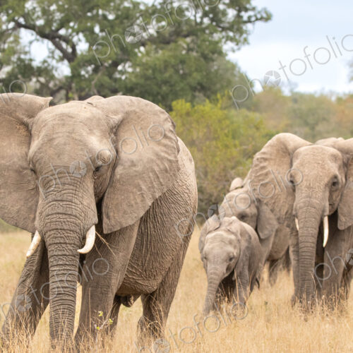 An elephant line, Loxodonta africana. An elephant line, Loxodonta africana.