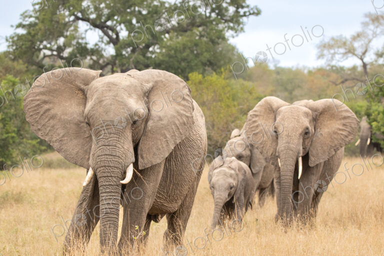 An elephant line, Loxodonta africana.