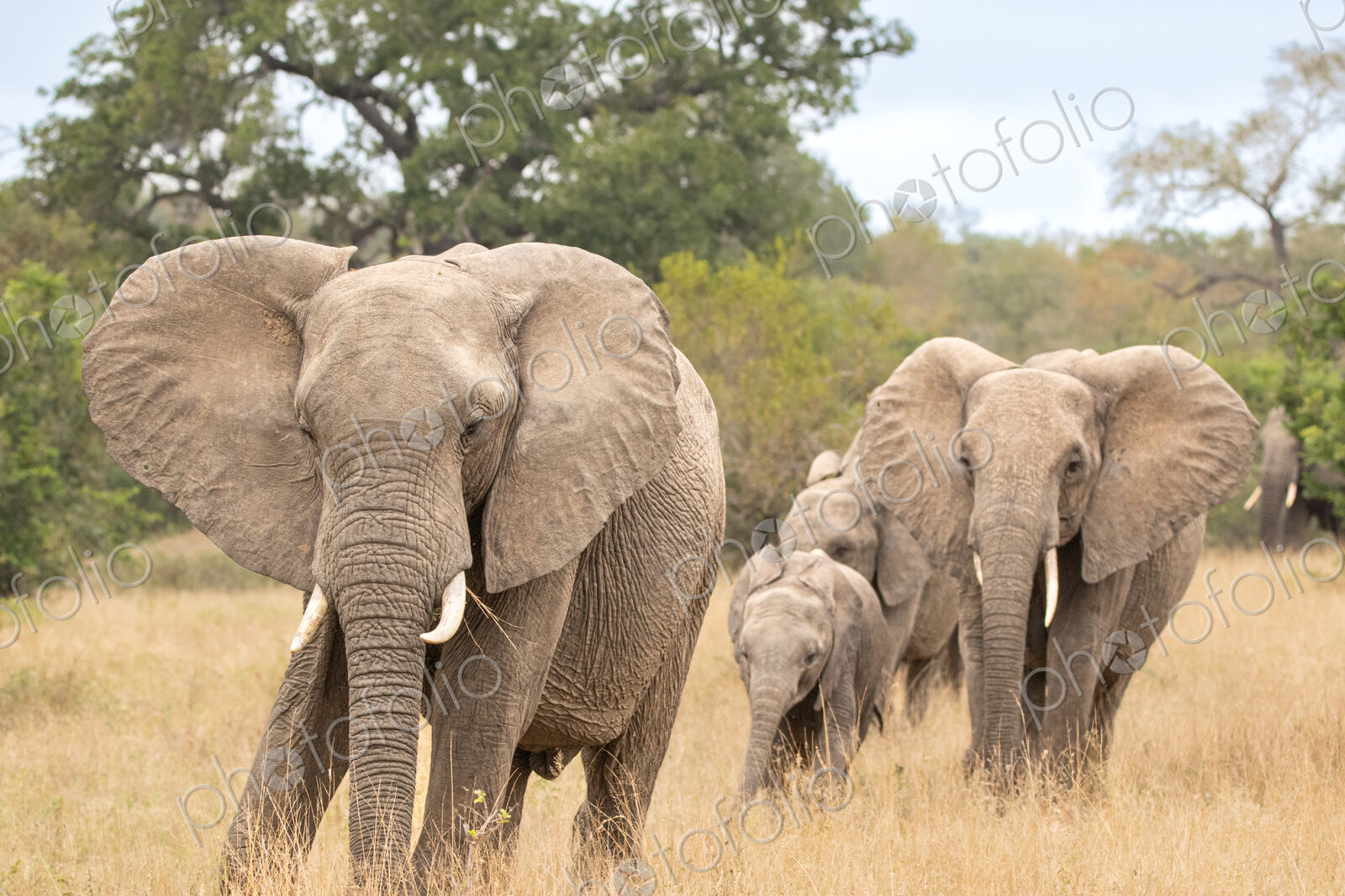 An elephant line, Loxodonta africana.