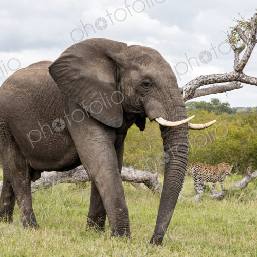 An elephant walking in grass, Loxodonta africana. An elephant walking in grass, Loxodonta africana.