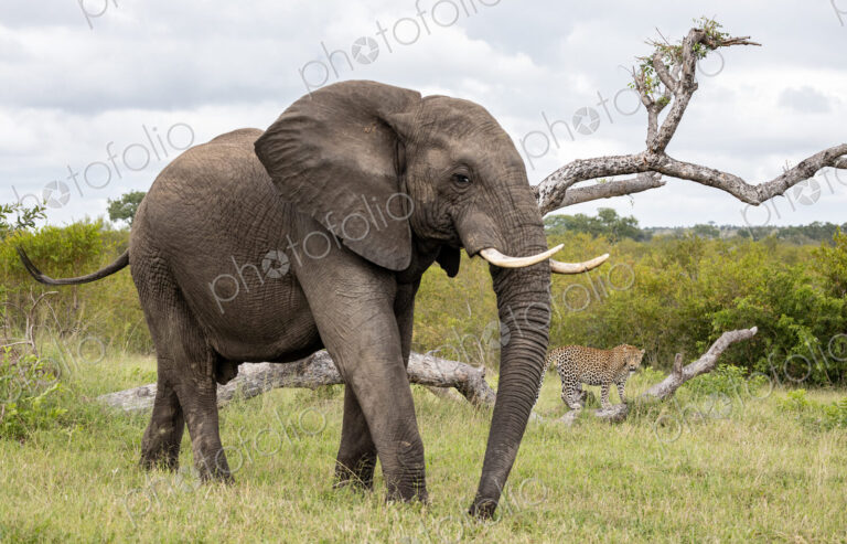 An elephant walking in grass, Loxodonta africana.
