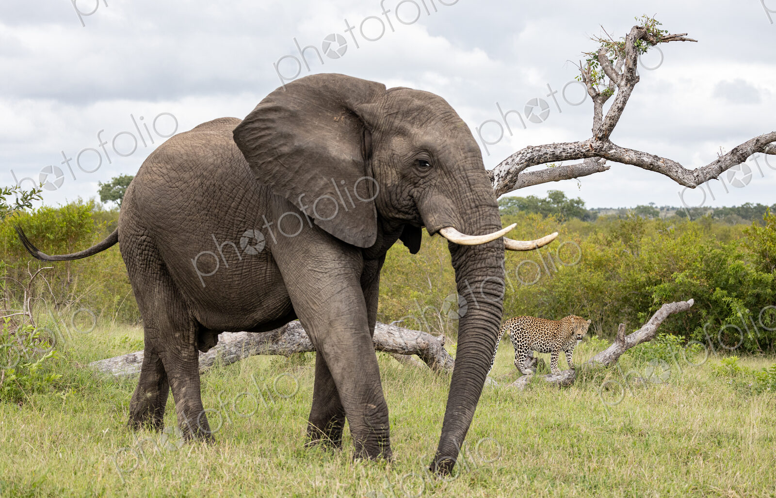 An elephant walking in grass, Loxodonta africana.