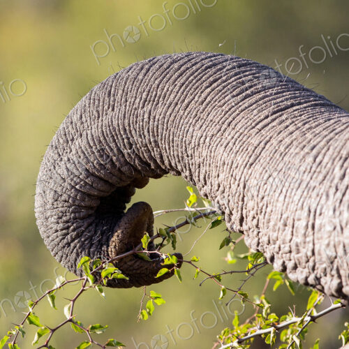An elephant's trunk, Loxodonta africana, curled and grabbing leaves from a branch with…