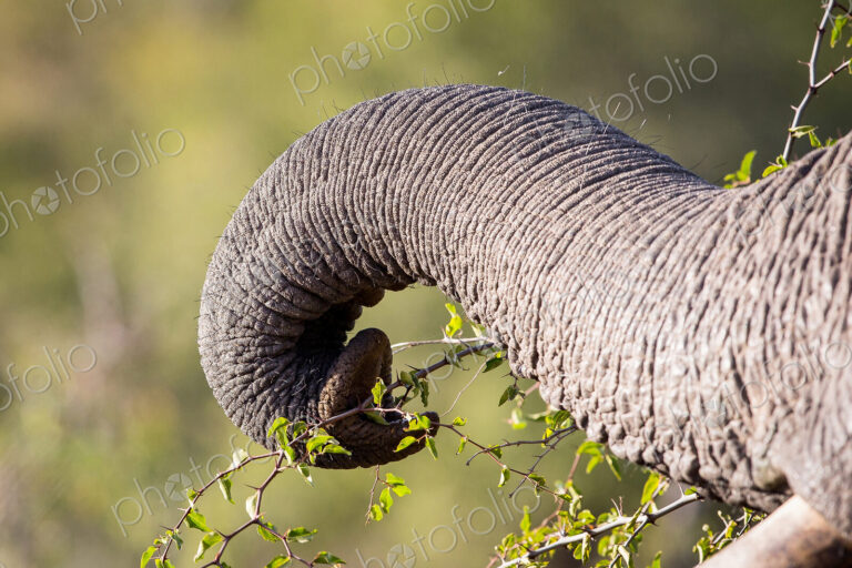 An elephant's trunk, Loxodonta africana, curled and grabbing leaves from a branch with…