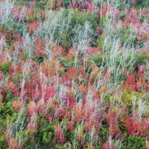 An elevated view over the treetops and the autumn foliage of aspen and maple, and… An elevated view over the treetops and the autumn foliage of aspen and maple, and…