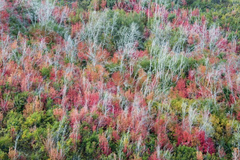 An elevated view over the treetops and the autumn foliage of aspen and maple, and…