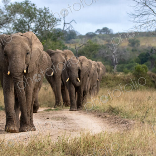 An herd of elephants walking along a track, Loxodonta africana.