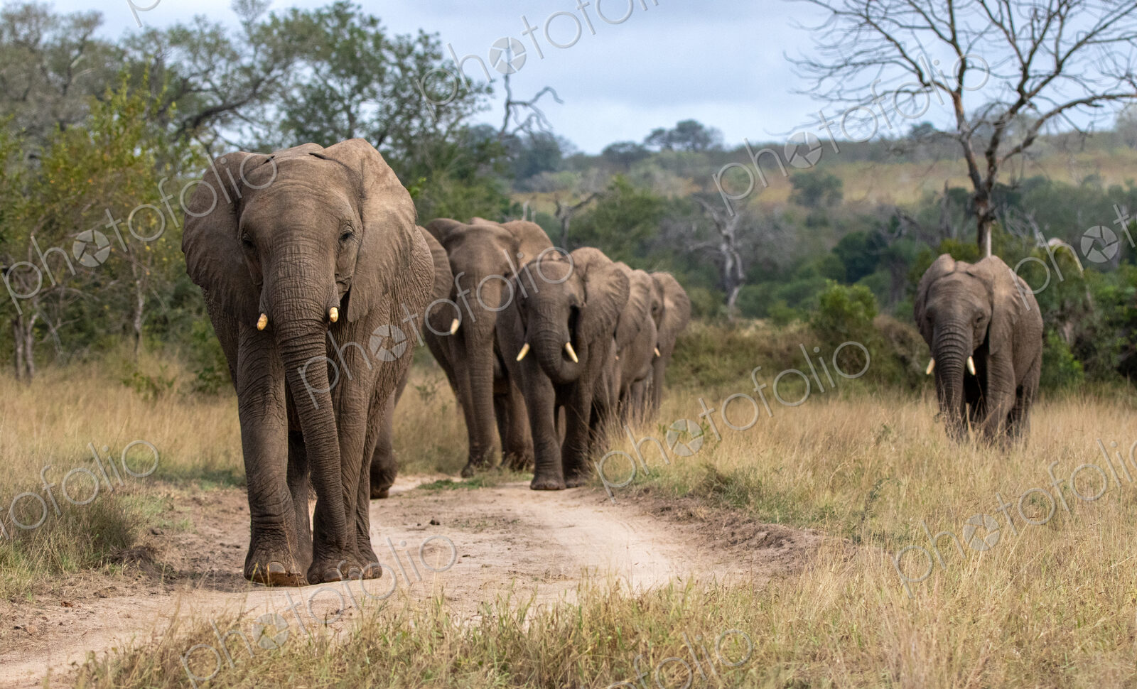 An herd of elephants walking along a track, Loxodonta africana.