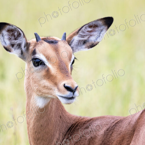 An impala lamb, Aepyceros melampus, with horns. An impala lamb, Aepyceros melampus, with horns.
