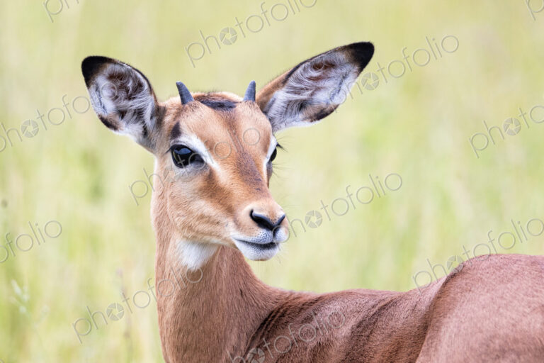 An impala lamb, Aepyceros melampus, with horns.