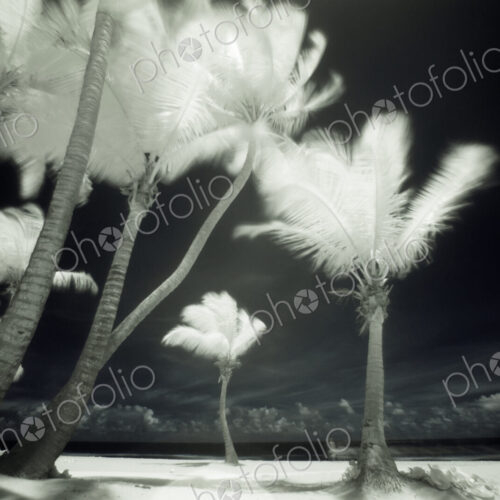 An infrared image of tall Palm trees, Puerto Rico, An infrared image of tall Palm trees, Puerto Rico,