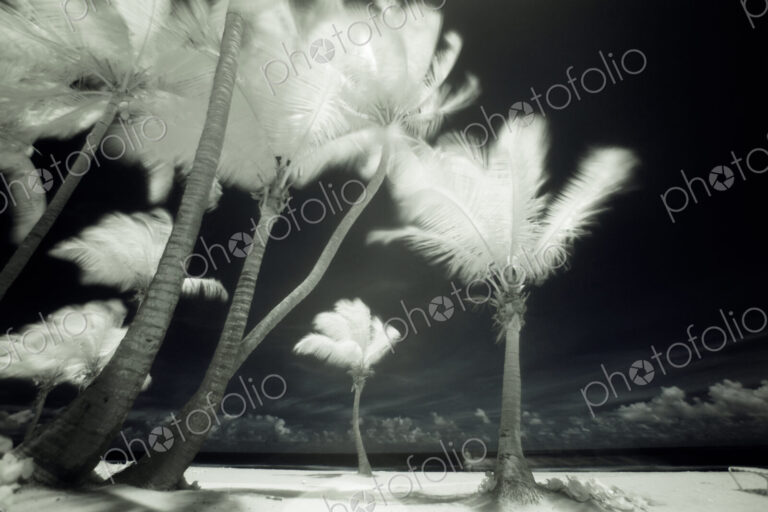 An infrared image of tall Palm trees, Puerto Rico,