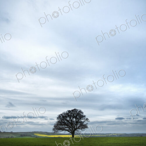 An oak tree in leaf, against a cloudy sky, on the Ridgeway track. An oak tree in leaf, against a cloudy sky, on the Ridgeway track.