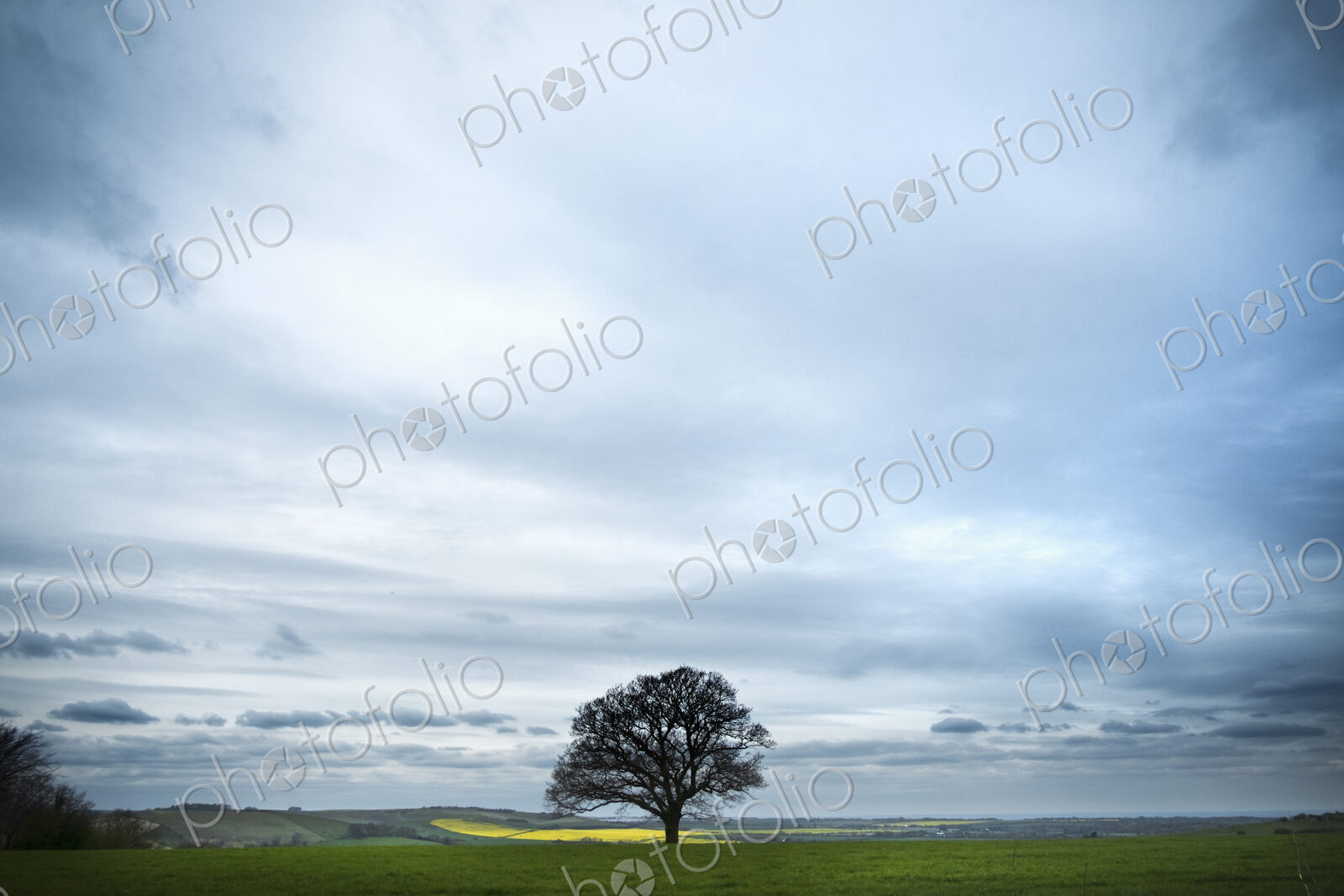 An oak tree in leaf, against a cloudy sky, on the Ridgeway track.
