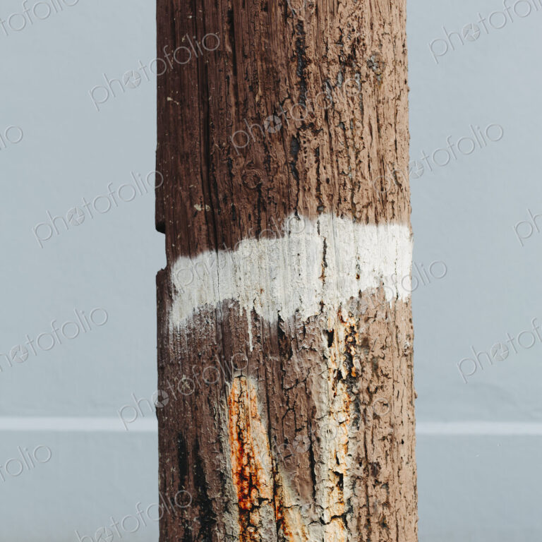 An old cracked and worn wooden telephone pole, with a white painted strip around it.