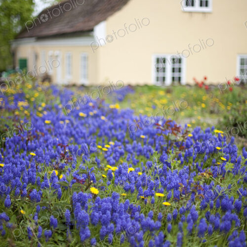 An old house with a pale pink painted exterior wall. Garden plants and flowers. Bright… An old house with a pale pink painted exterior wall. Garden plants and flowers. Bright…