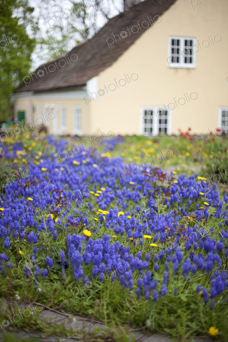 An old house with a pale pink painted exterior wall. Garden plants and flowers. Bright…