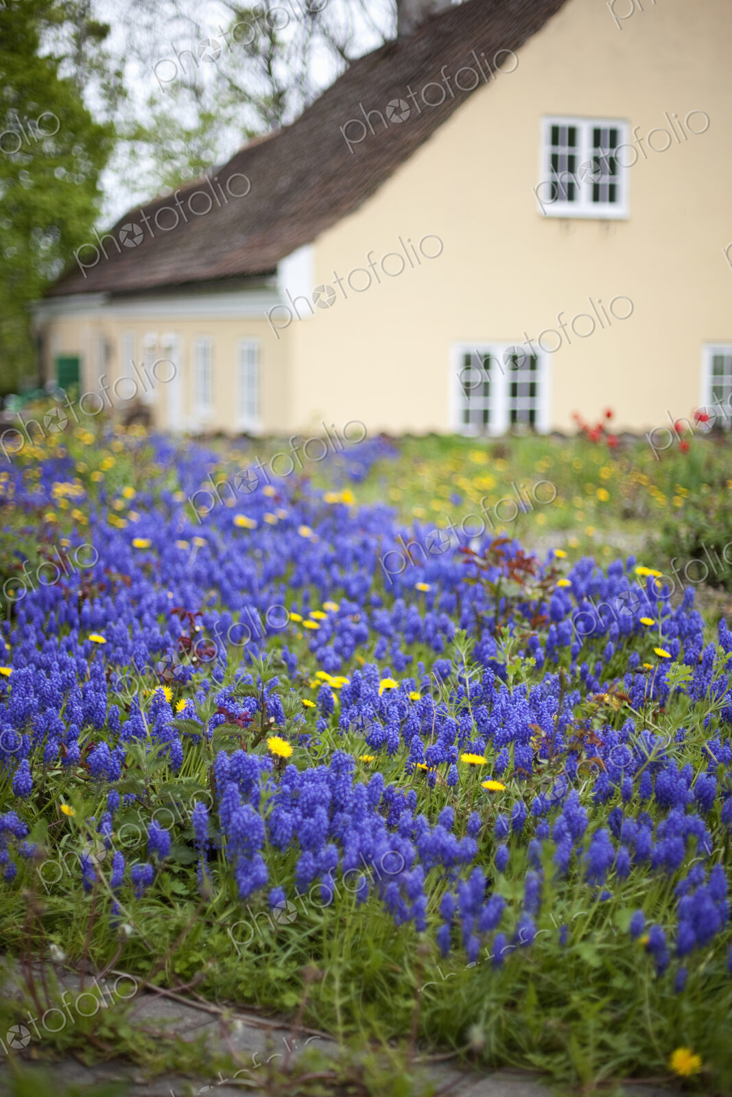 An old house with a pale pink painted exterior wall. Garden plants and flowers. Bright…