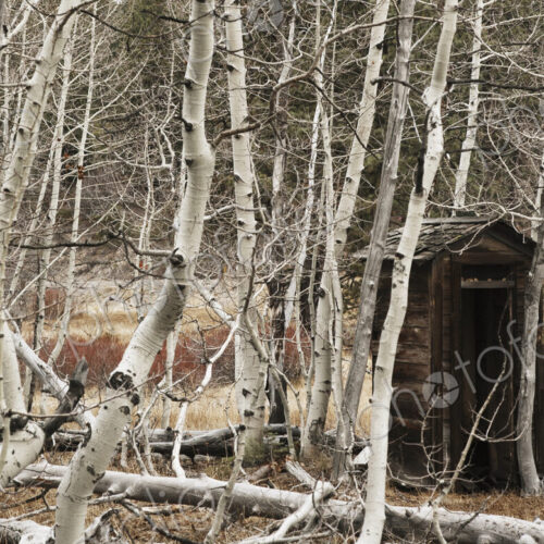 An old outhouse amongst aspen trees in the mountains of northeast California An old outhouse amongst aspen trees in the mountains of northeast California