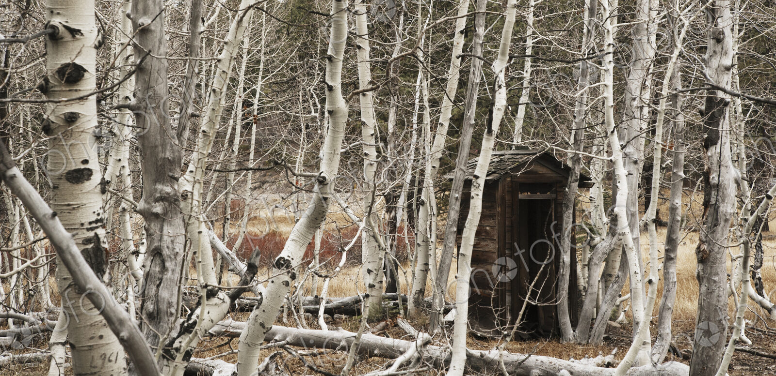 An old outhouse amongst aspen trees in the mountains of northeast California