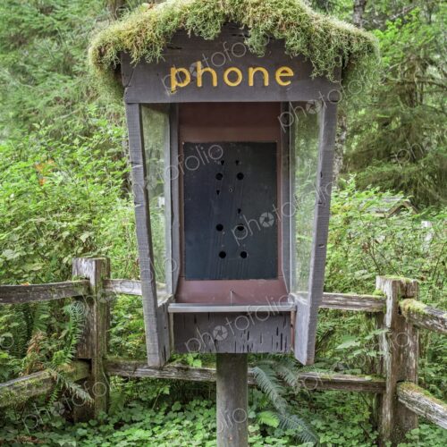 An old phone booth without a telephone, topped with moss and surrounded by lush…