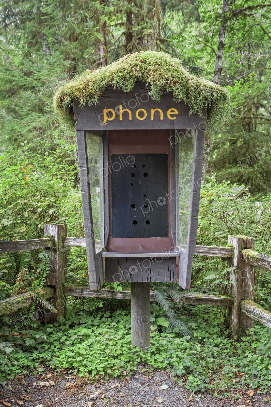 An old phone booth without a telephone, topped with moss and surrounded by lush…