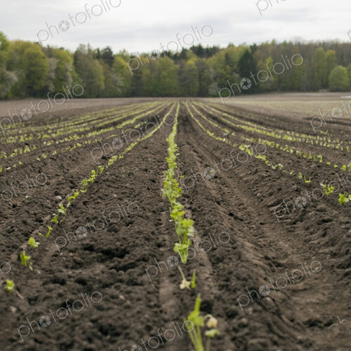 An open field, with ploughed earth. Seedlings growing in rows. An open field, with ploughed earth. Seedlings growing in rows.