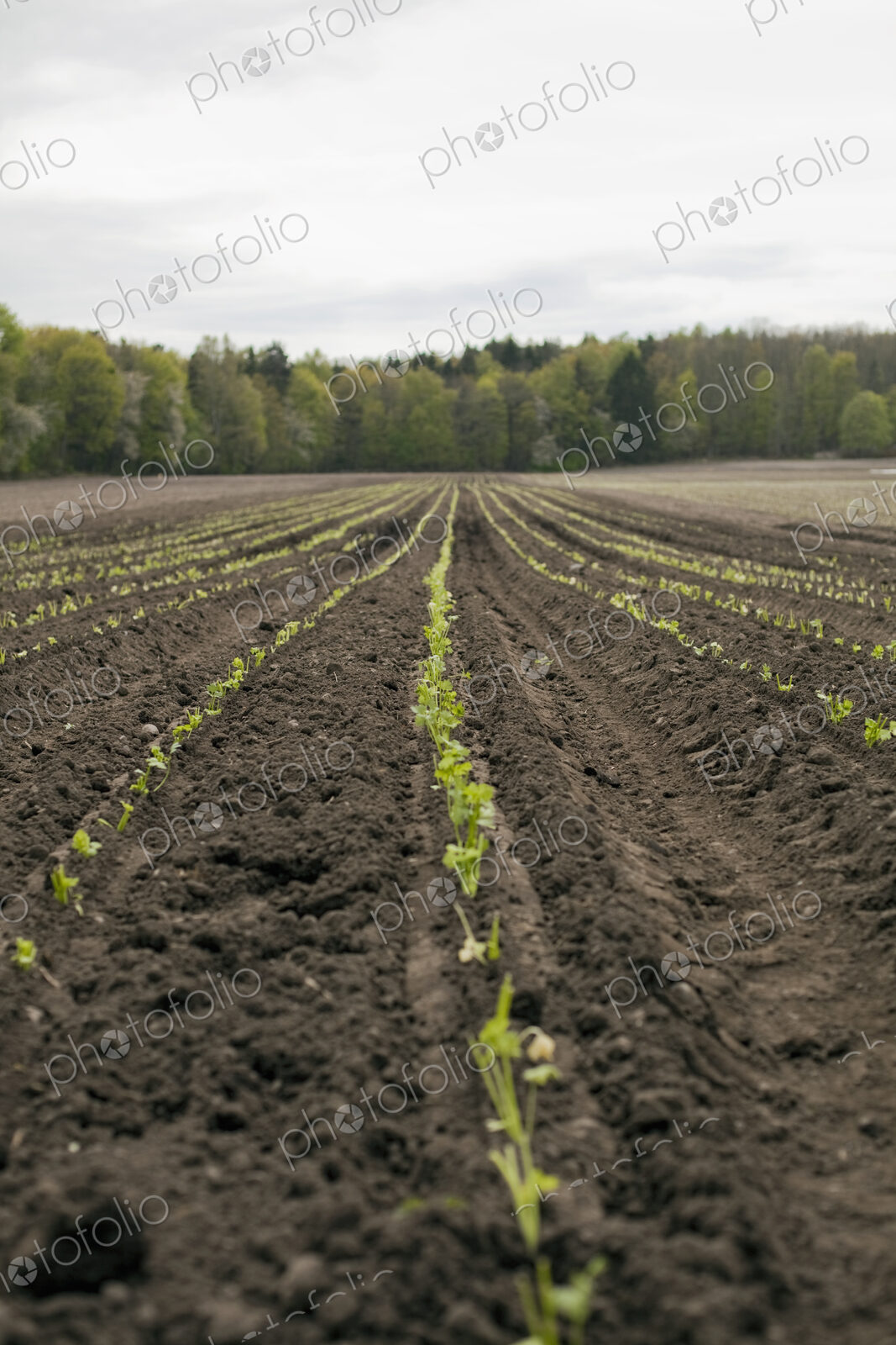 An open field, with ploughed earth. Seedlings growing in rows.