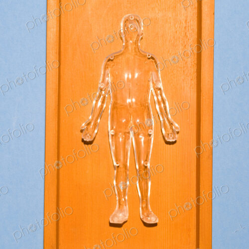 An orange plastic human anatomy figure
