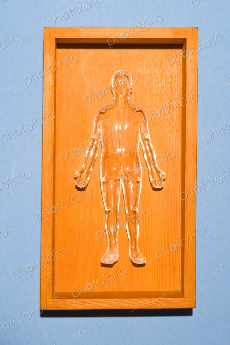 An orange plastic human anatomy figure