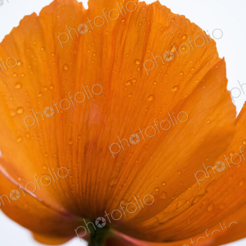 An orange poppy flower with raindrops, beads of moisture on the petals.