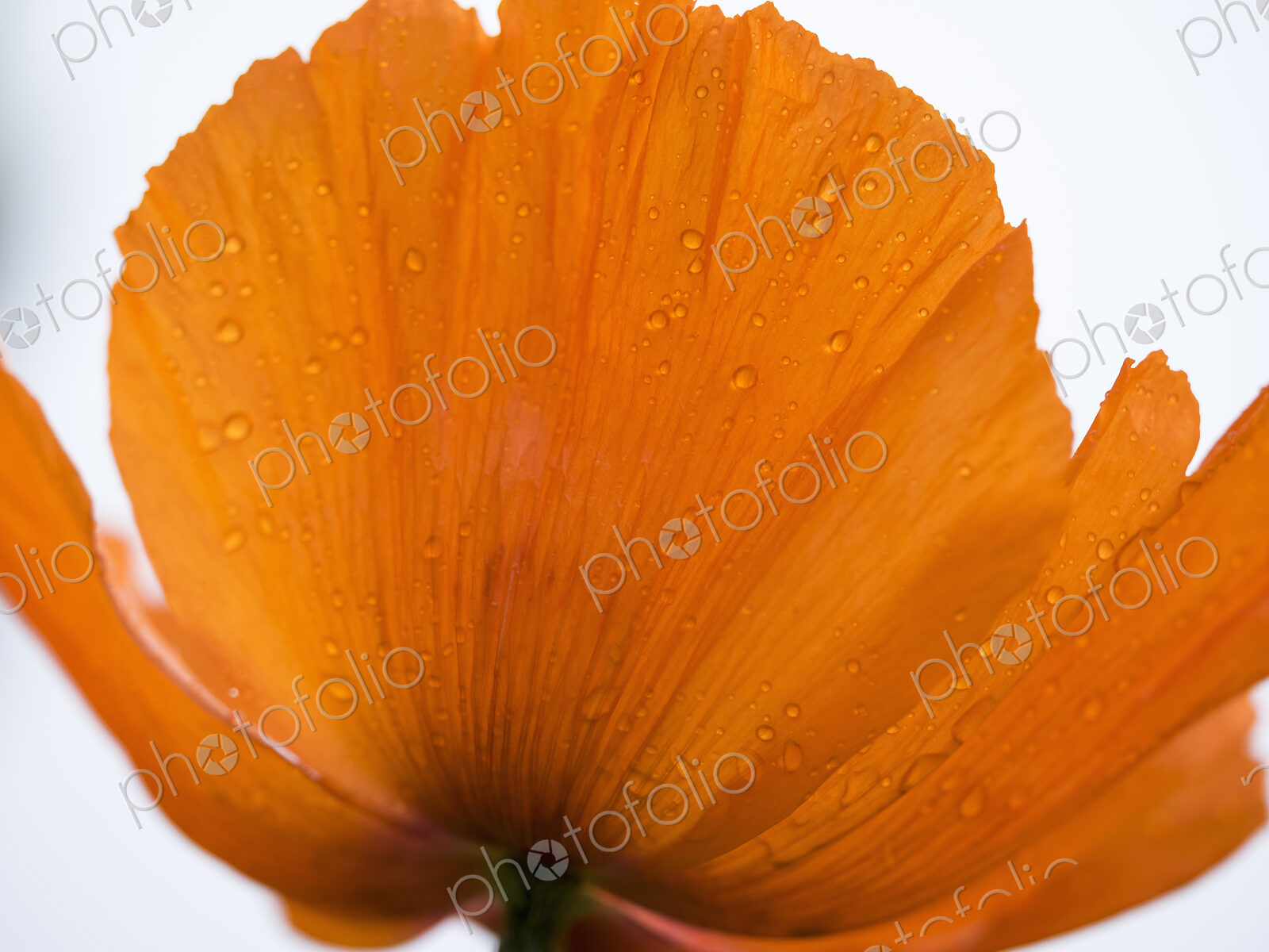 An orange poppy flower with raindrops, beads of moisture on the petals.