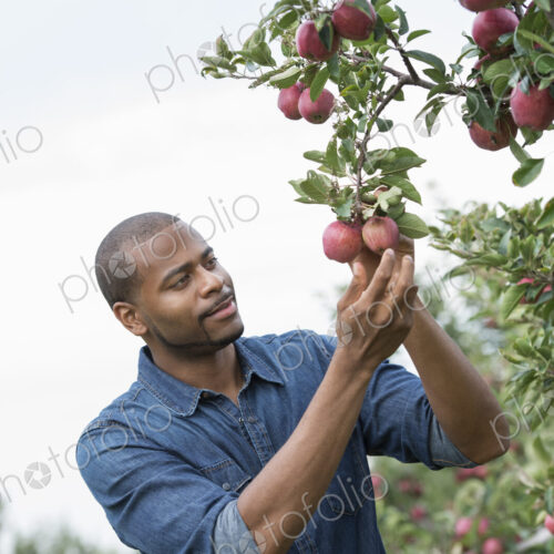 An organic apple tree orchard. A man picking the ripe red apples.