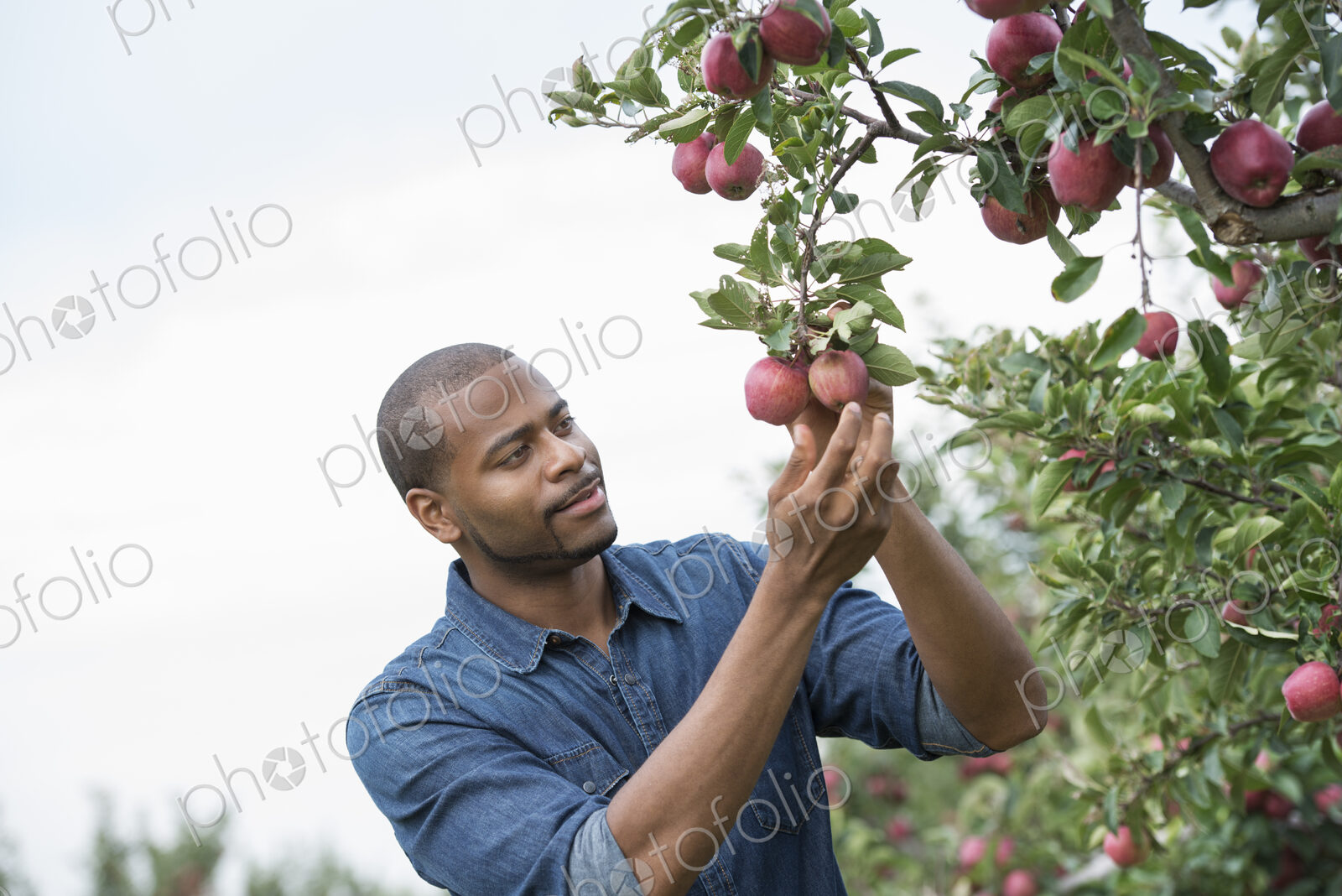 An organic apple tree orchard. A man picking the ripe red apples.