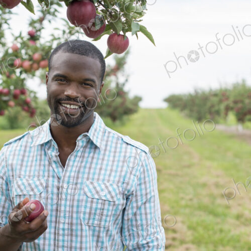 An organic apple tree orchard. A man picking the ripe red apples.