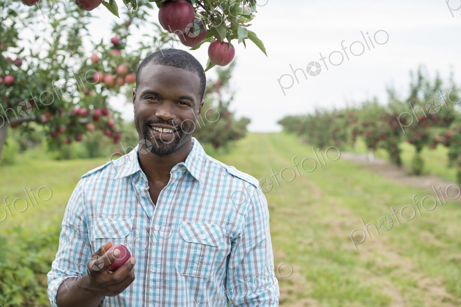 An organic apple tree orchard. A man picking the ripe red apples.