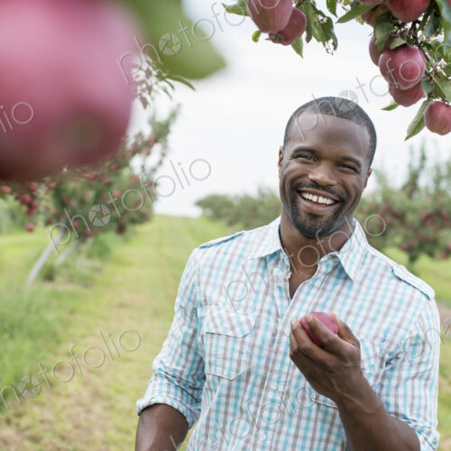 An organic apple tree orchard. A man picking the ripe red apples.