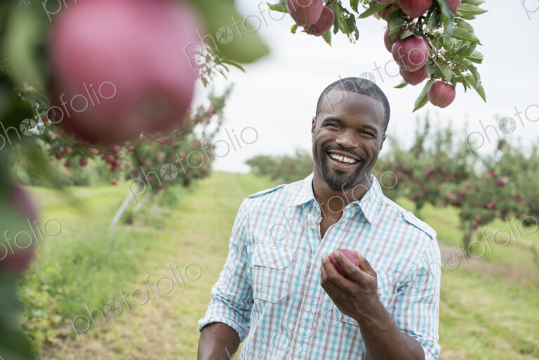 An organic apple tree orchard. A man picking the ripe red apples.