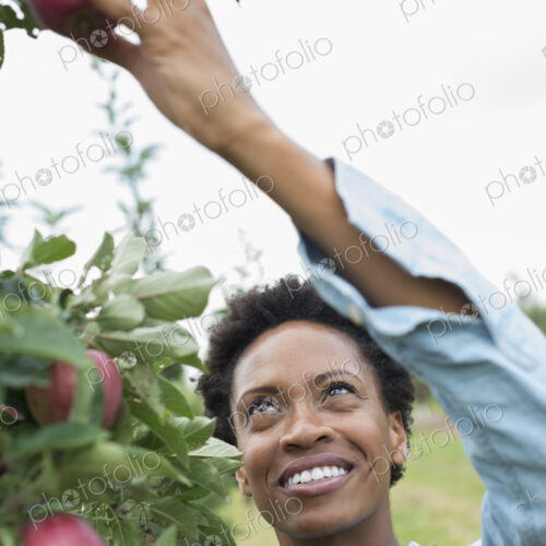 An organic apple tree orchard. A woman picking the ripe red apples.