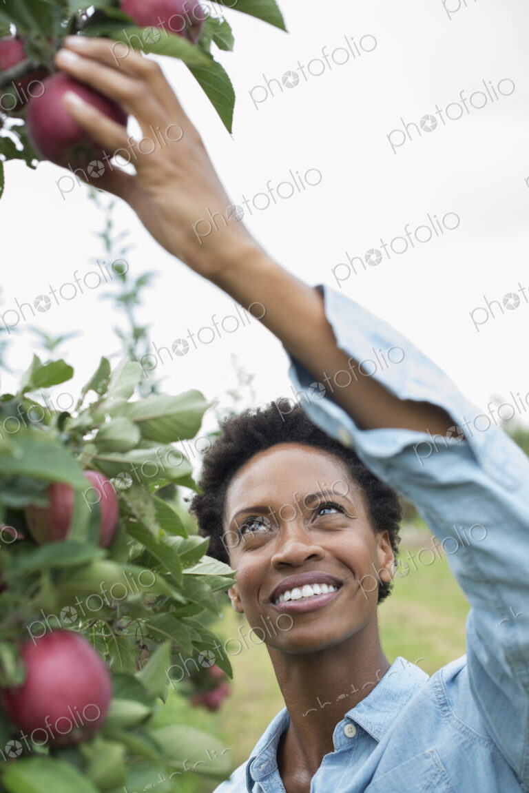 An organic apple tree orchard. A woman picking the ripe red apples.