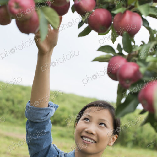 An organic apple tree orchard. A woman picking the ripe red apples.