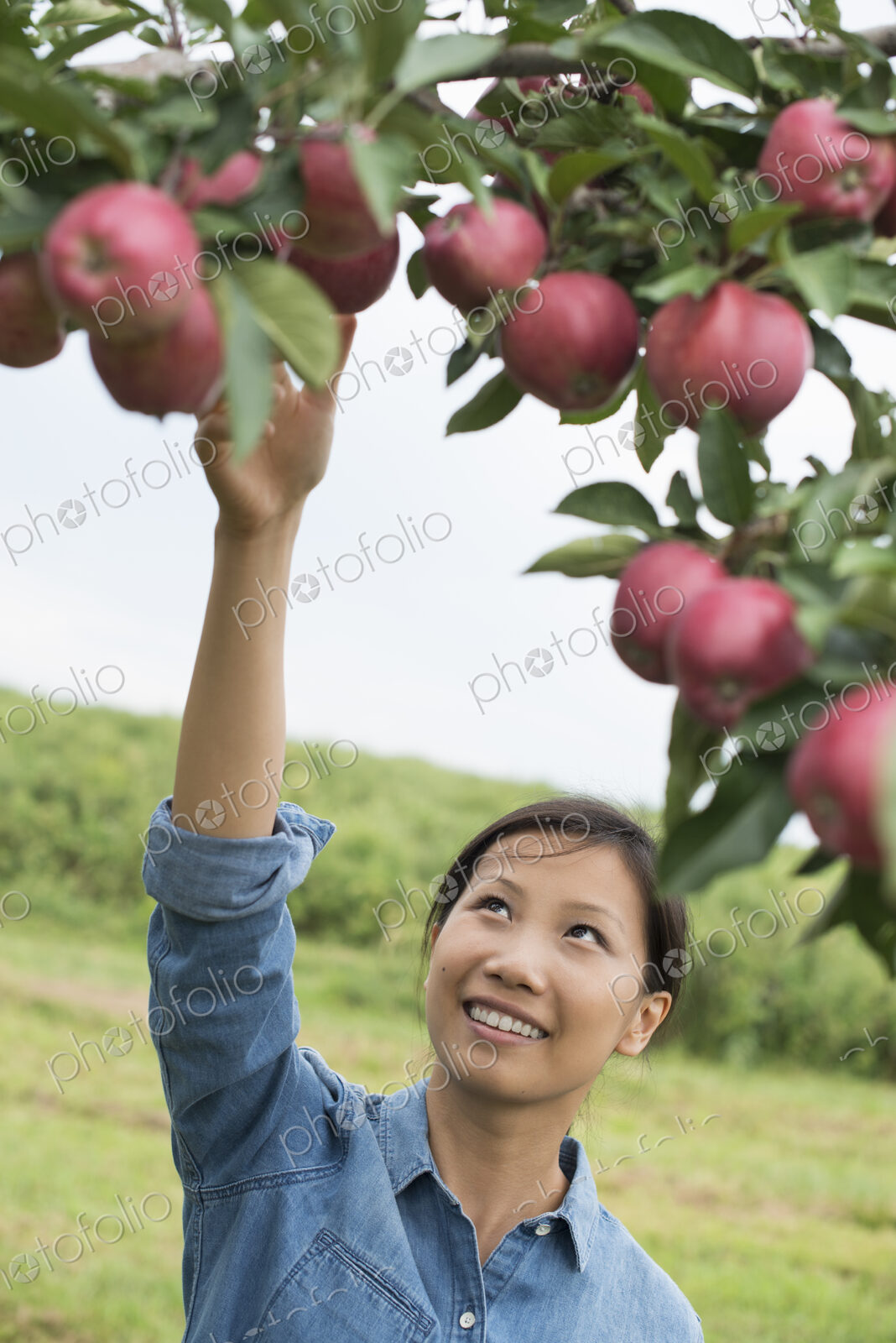 An organic apple tree orchard. A woman picking the ripe red apples.