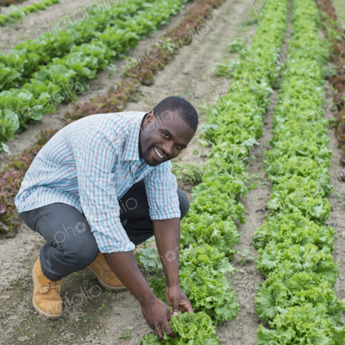 An organic farm growing vegetables. A man in the fields inspecting the lettuce crop.