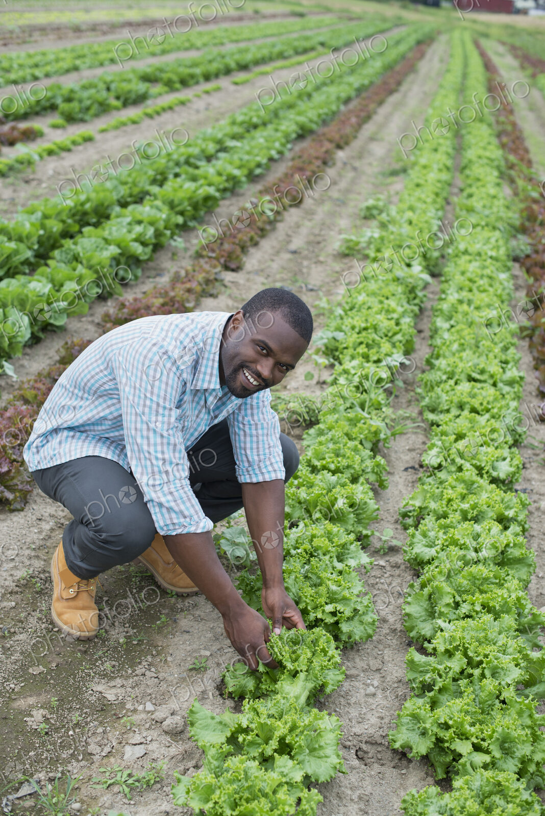 An organic farm growing vegetables. A man in the fields inspecting the lettuce crop.