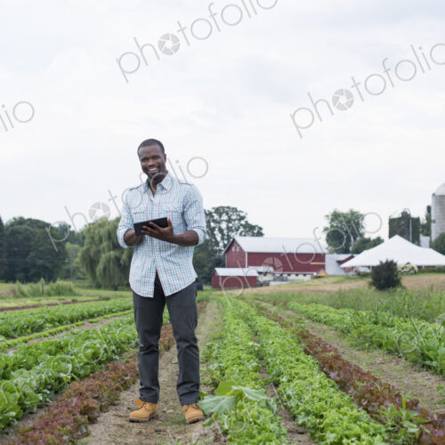 An organic farm growing vegetables. A man in the fields inspecting the lettuce crop,…