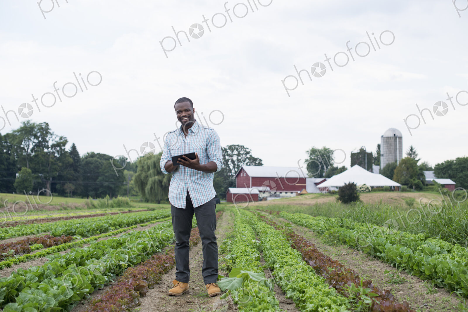 An organic farm growing vegetables. A man in the fields inspecting the lettuce crop,…