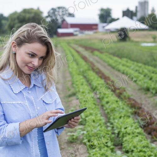 An organic farm growing vegetables. A woman in the fields inspecting the lettuce crop,…