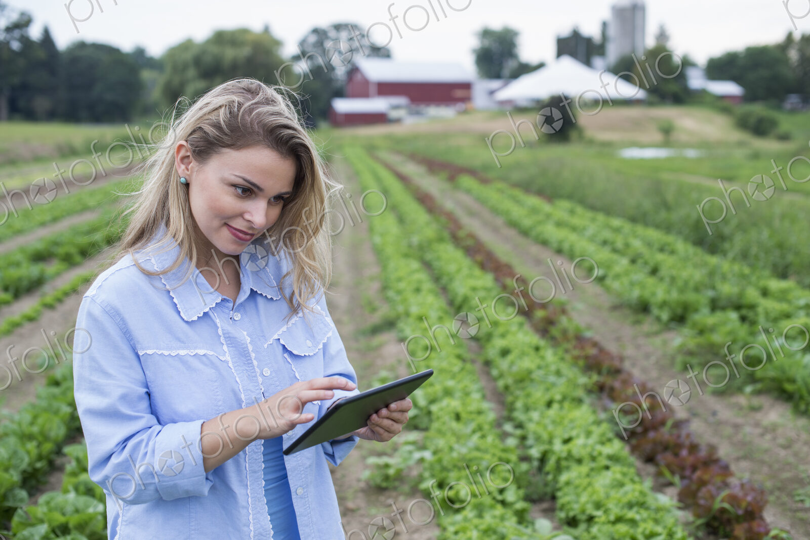 An organic farm growing vegetables. A woman in the fields inspecting the lettuce crop,…