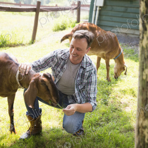 An organic farm in the Catskills. A man in a paddock with two large goats.